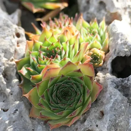 Kuca Sunca Vikendica *